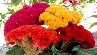 The beauty of celosia flowers (HD1080p)