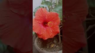 Kolkata hibiscus /Nature Around Me 🌱