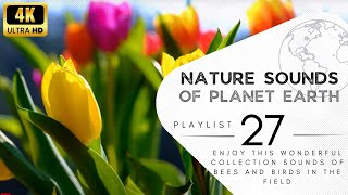 2 hours of pleasant natural sounds - bees and birds in the field.