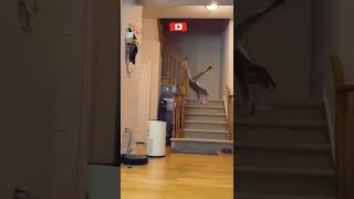 Cat Jumps Like A Tiger