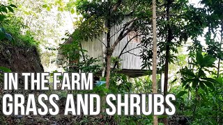 Grass and Shrubs in the Farm (Dumarami na!!!)