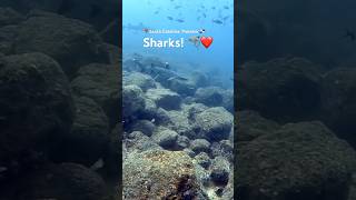 Some Whitetip Reef Sharks in Panama #diving #travel #shorts