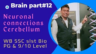 Brain part#12// Connection of Cerebellum// WBSSC SLST Physiology