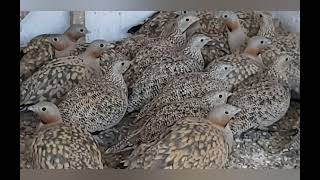 SİYAH KARINLI BAGIRTLAK Pterocles orientalis               black bellied sand grouse