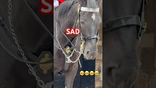 A  tired horse #royalguard #horse #london #tourist #history #viralvideo #guard #shorts