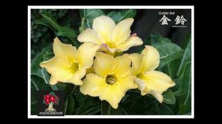 Многообразие цветения Adenium Obesum (Адениум Обесум)