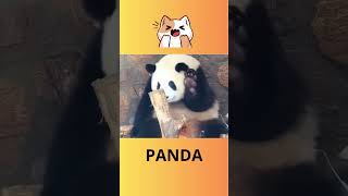 Cute Panda