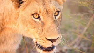 Wildlife Wednesday | Great Plains