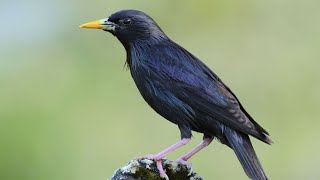 Скворец ругается на кота. В клюве еда для птенцов, но в гнездо не летит, чтобы не выдать, где оно.