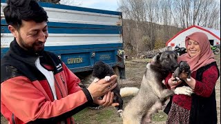 ЩЕНКИ ЭТОГО КАНГАЛА - БОЛЬШАЯ УДАЧА, ЕСЛИ КТО-НИБУДЬ РОДИТ, ПРЕДЛОЖИТЕ МНЕ 400 000 ТУРЕЦКИХ ЛИР