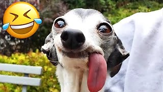 Best Animal Videos 2024 😂 - Funniest Dogs 🐶 And Cats 😺 Moments