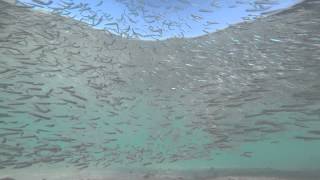 Fish bump, Dry Tortugas National Park