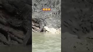 Crocodile Attacks Dragon || मगरमच्छ ने किया ड्रैगन पर हमला 🙆‍♂️🙆‍♂️🙆‍♂️