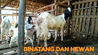 DUNIA BINATANG | HEWAN | MENGENAL HEWAN DAN BINATANG