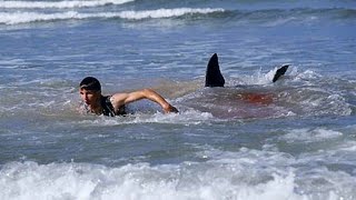 These REAL Shark Attacks Are Legitimately The Stuff of NIGHTMARES