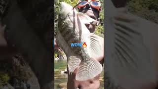 Crazy fishing catch Perch #Shorts# fishing# shorts #