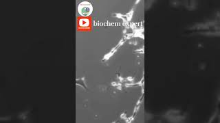 new neurons cell forming | nervous tissue| neurons cell #shortvideo #scince #biology #youtube