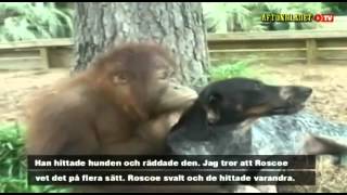 Orangután ama a un perro