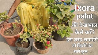 Ixora palnt care tips | इस तरह पाए इक्सोरा में ढेरो फूल | देखभाल कैसे करे ?fertilizer for plant