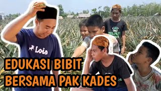 EDUKASI BIBIT NANAS DENGAN PAK KADES