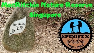 Hiking MacRitchie Nature Reserve Singapore