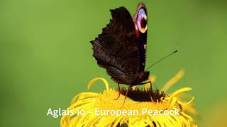 6 Minutes of Relax. Nature Sounds and some wildlife along the rivers in the Carpathian Mountains.