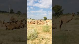 A lot of Thar camels #shorts