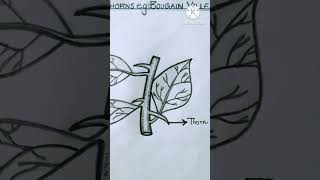 Easy BOUGAINVILLEA drawing 15/30 #bougainvillea #art #botany #shorts