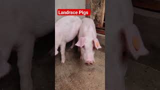 Is Landrace pigs good for commercial pig farming? #piglet #pigsofig #animals #pigindustry