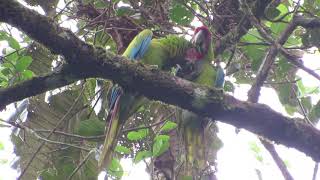 La Lapa Verde Great | Green Macaw | Ara Ambiguus