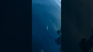 Trolling Fishing #Shorts #Fishing #Trolling #Sea #Seacreature #Viral #Trending