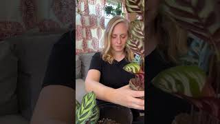 Rescuing and repotting a Calathea Makoyana