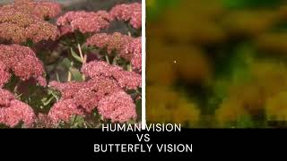 Human Vision VS Butterfly Vision