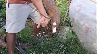 Cooking cassava for food.