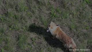 Pockozó róka - Fox hunting voles