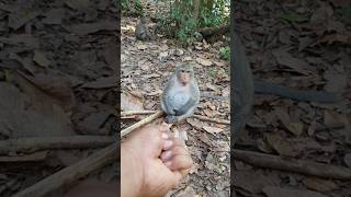 feeding wild monkeys in Amber troop ep207 #monkeyaction #monkeyliving #monkey