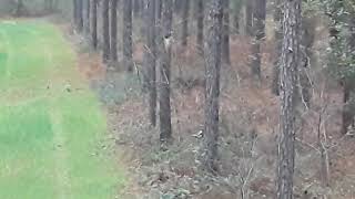 Whitetail doe feeding. Dodge County GA