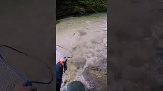 Spinning trota torrente, inseguimento e attacco 🔝 #shorts#youtubeshorts#youtube#viral#fishing#trout