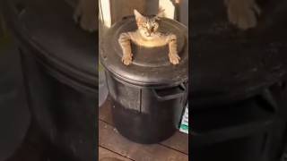 FUNNIEST VIDEOS ON THE INTERNET, PART 47 #funny #funnyanimals #usafunnyvideo