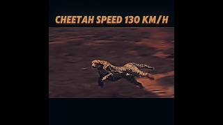 CHEETAH SPEED 130 KM/H. VS DANGER 😈 RAKA  SPEED 200  #funny#bgmifunny  #pubg #shorts #trending #pubg