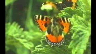 Vanessa dell'ortica (Aglais urticae) - Small Tortoiseshell