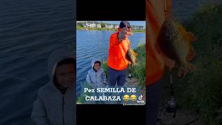 Pes SEMILLA DE CALABAZA #shorts #fyp #viral #fishing #elsalvador #pesca #family