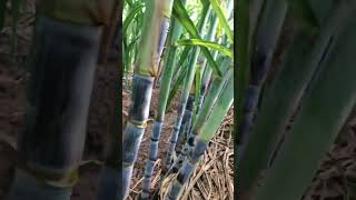 BT 1256 mini rotary tillage and ridging all-in one tree short view