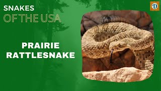 PRAIRIE RATTLESNAKE