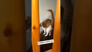 Funny cats Vidz19 #fyp #funnycats #funny #funnyanimals #cats #kitten cute cats 2024 funny cats 2024