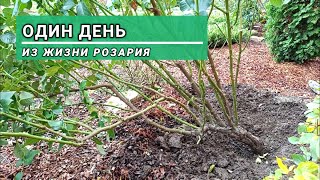 Розарий с плетистыми и прочими розами готовится к зиме. Подмосковье.