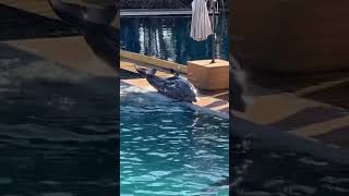 LIL GIRL MAKES FLIPPER THE DOLPHIN DO A PLANK OUT SIDE THE WATER ON THE DOCK 🤯 #shorts