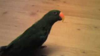 Dancing parrot