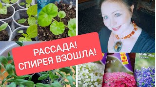 🌱ОБЗОР РАССАДЫ! 🌸СЕМЕНА ЦВЕТОВ С WILDBERRES! 🌱🍀Спирея взошла быстро!