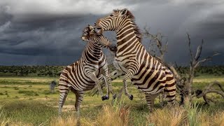 There is a war between two zebras and both zebras are in the battlefield.